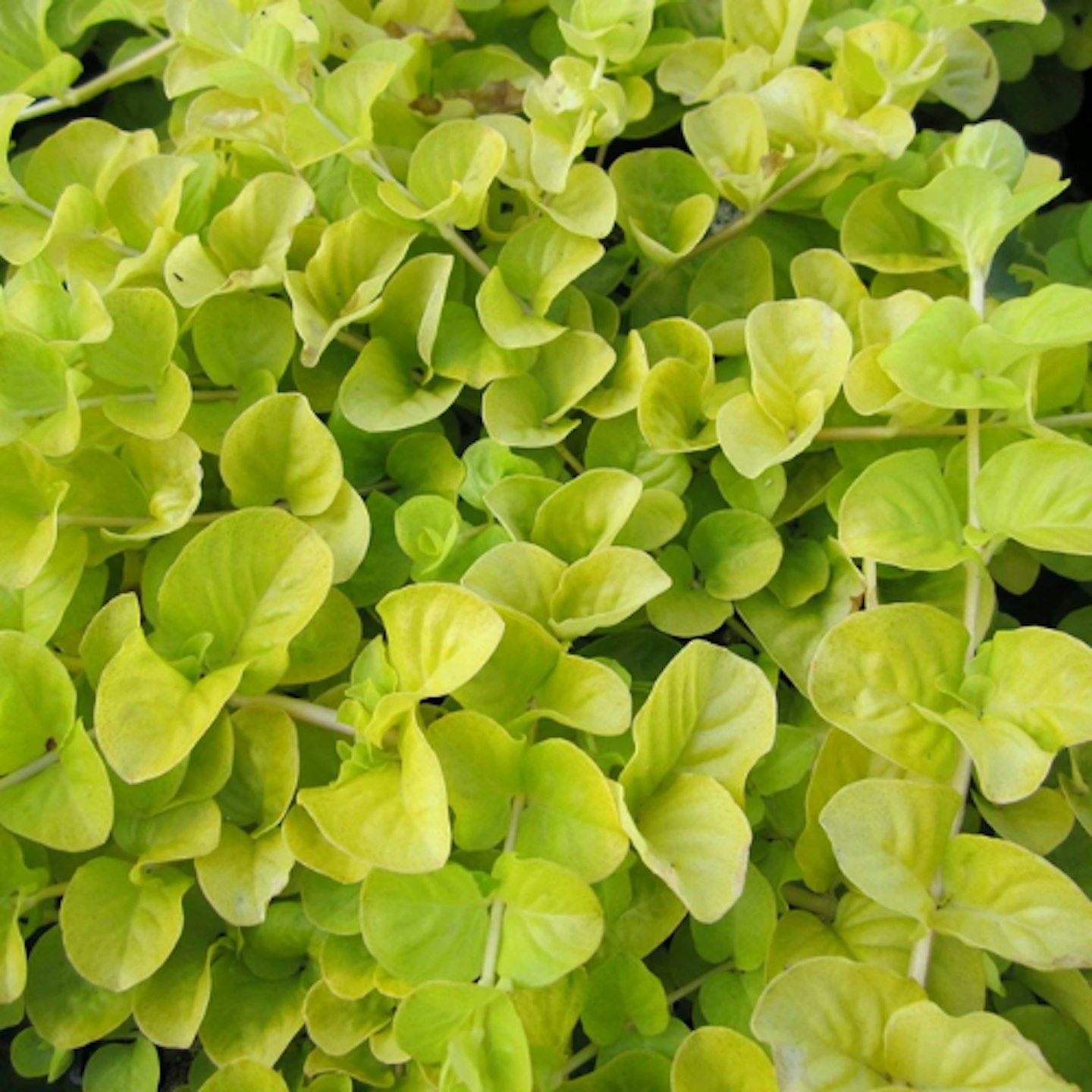 Golden Creeping Jenny: Lysimachia Nummularia ‘Aurea’