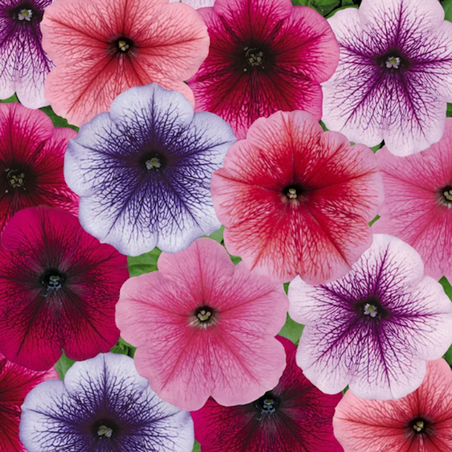 Petunia: Petunia ‘Frenzy Reflection Mix’