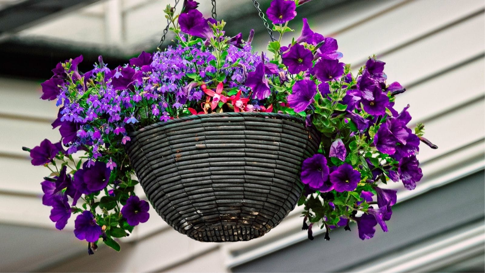 Stylish Hanging Baskets To Brighten Up Your Garden Wall