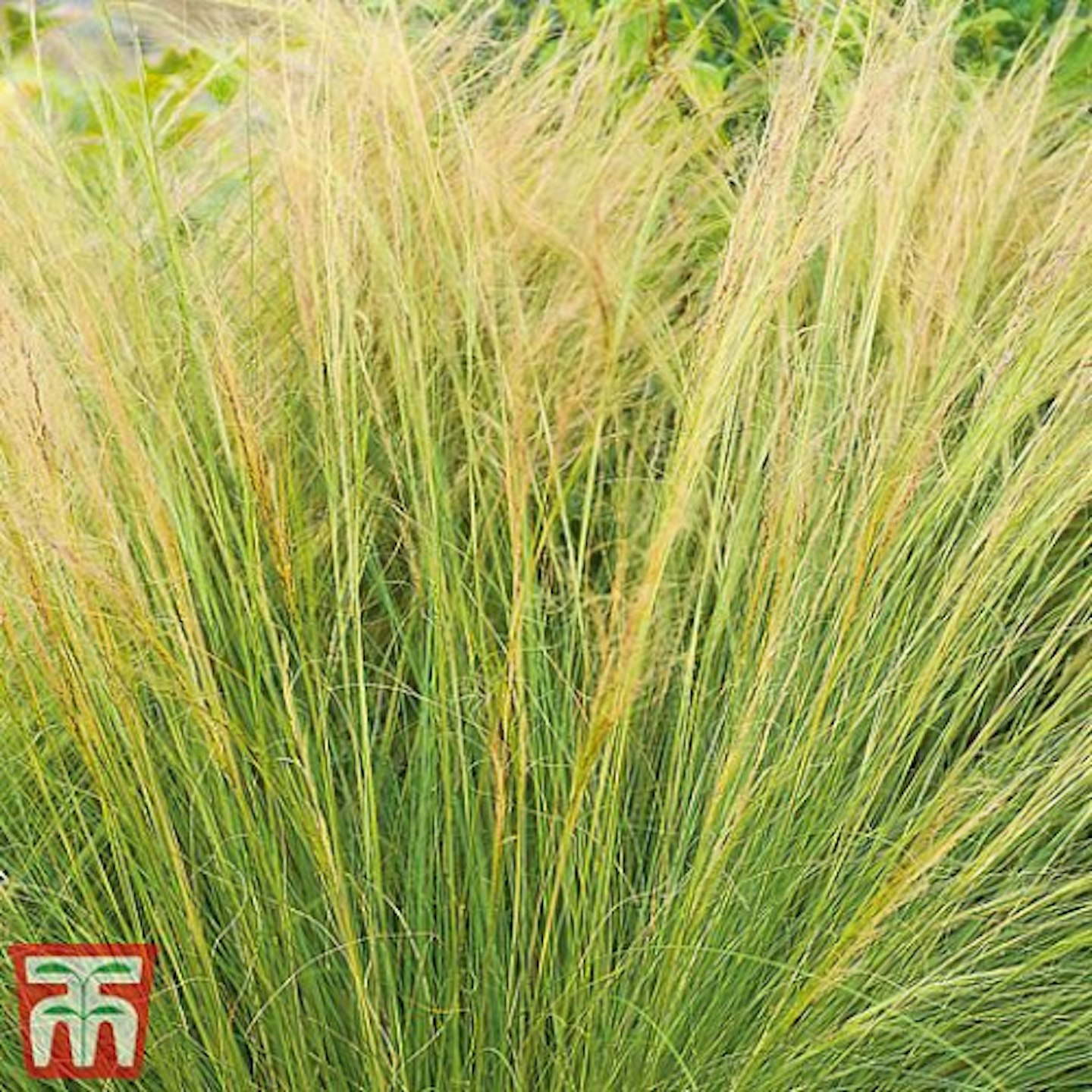 Mexican feather grass