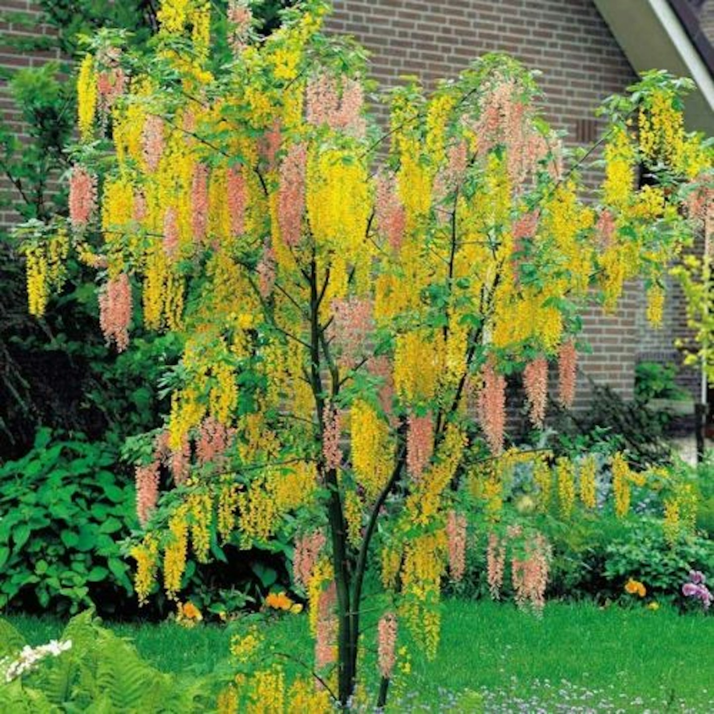 Adams Laburnum