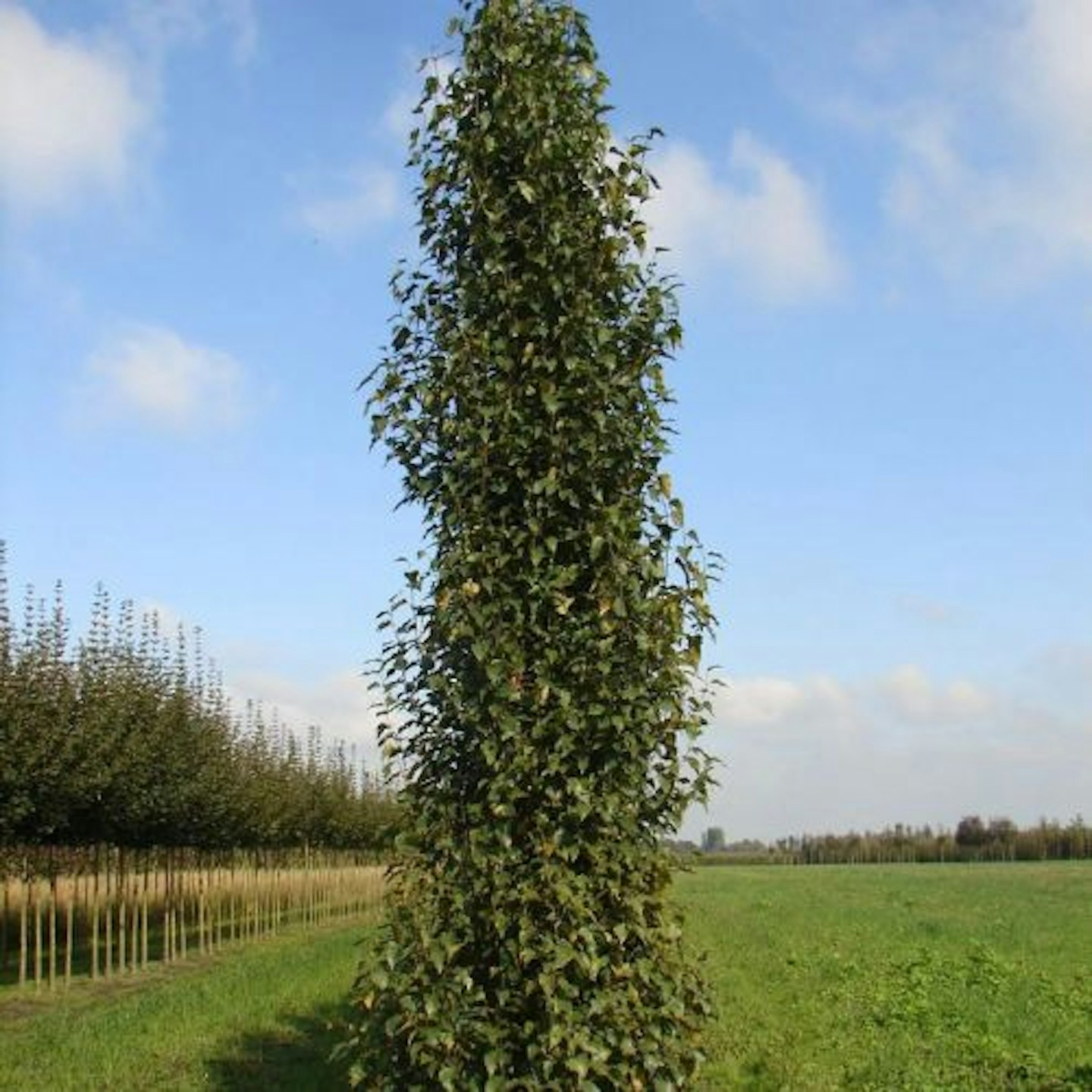 Betula pendula Fastigiata Joes