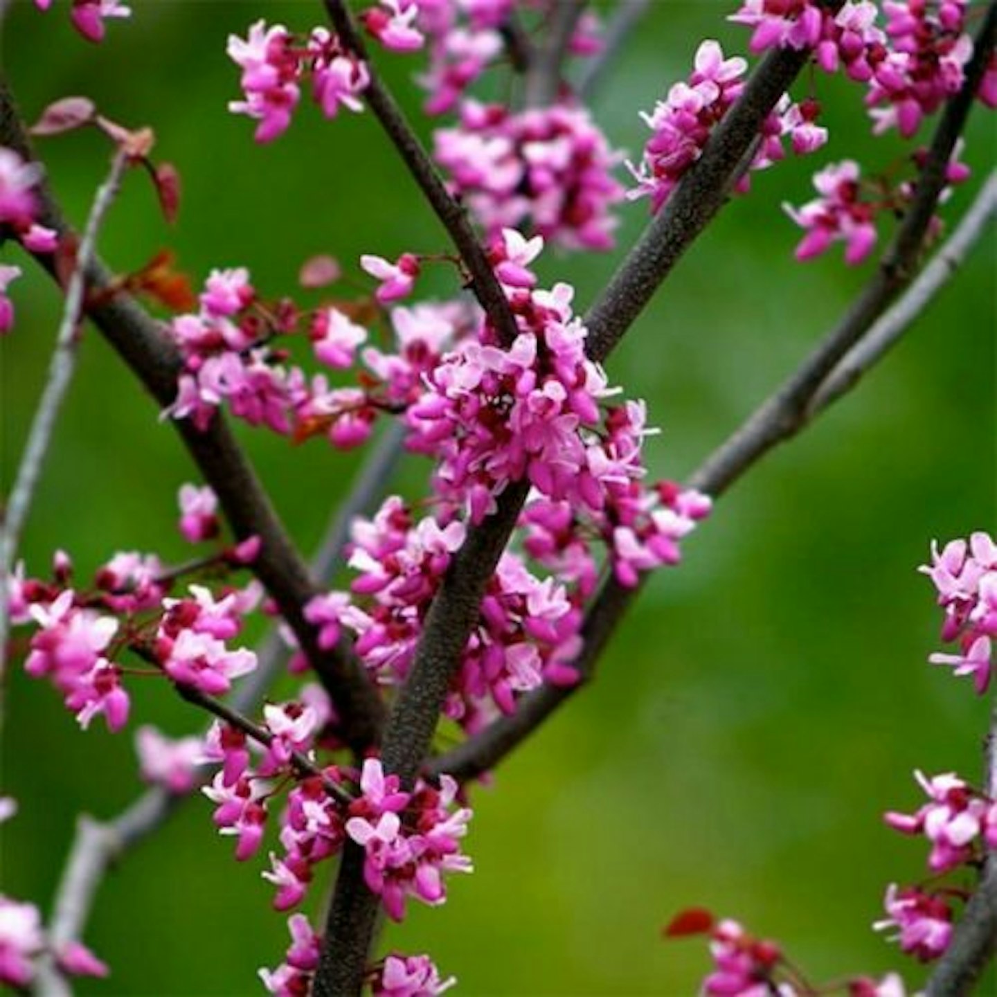 Cercis canadencis Forest Pansy