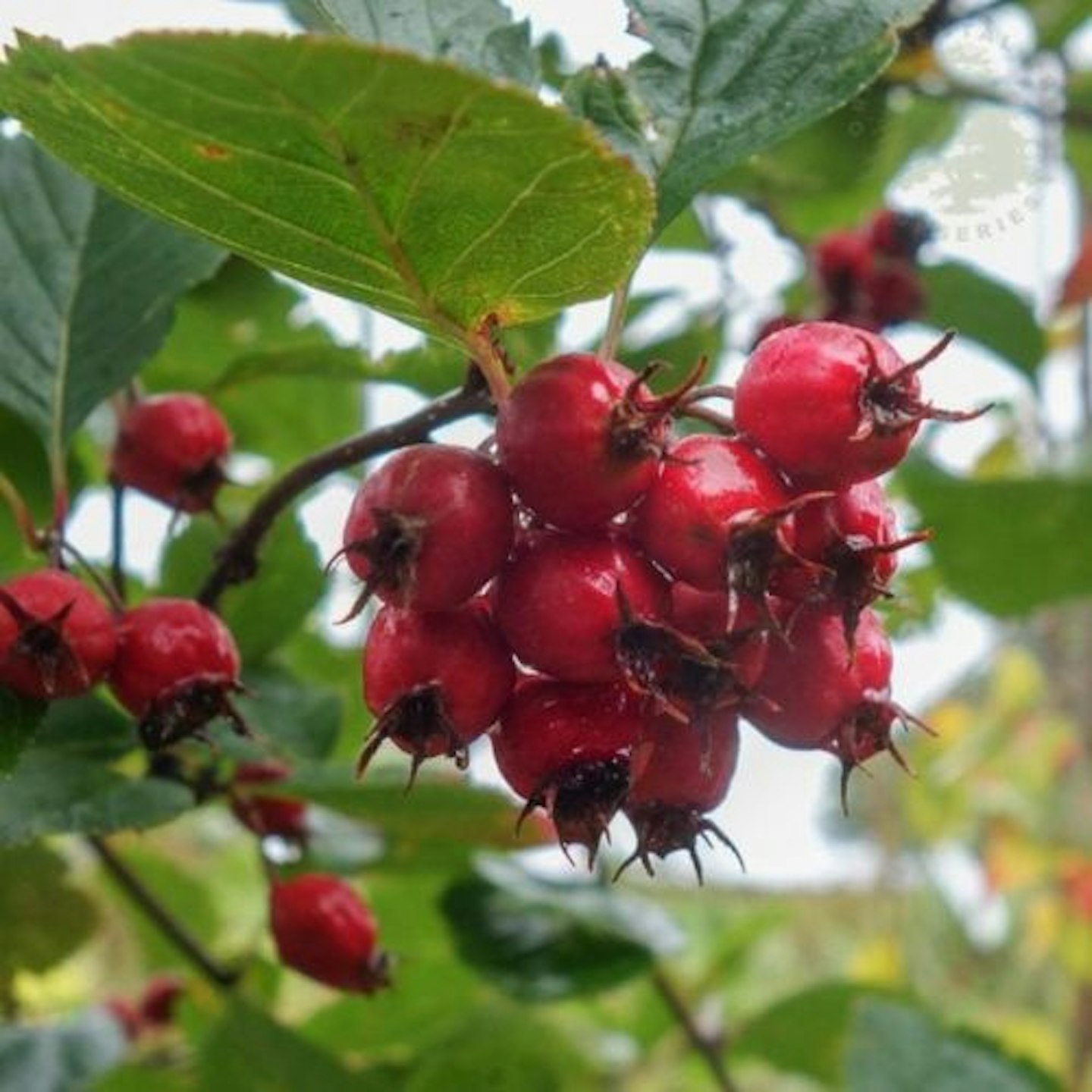 Crataegus prunifolia 'Splendens' Tree