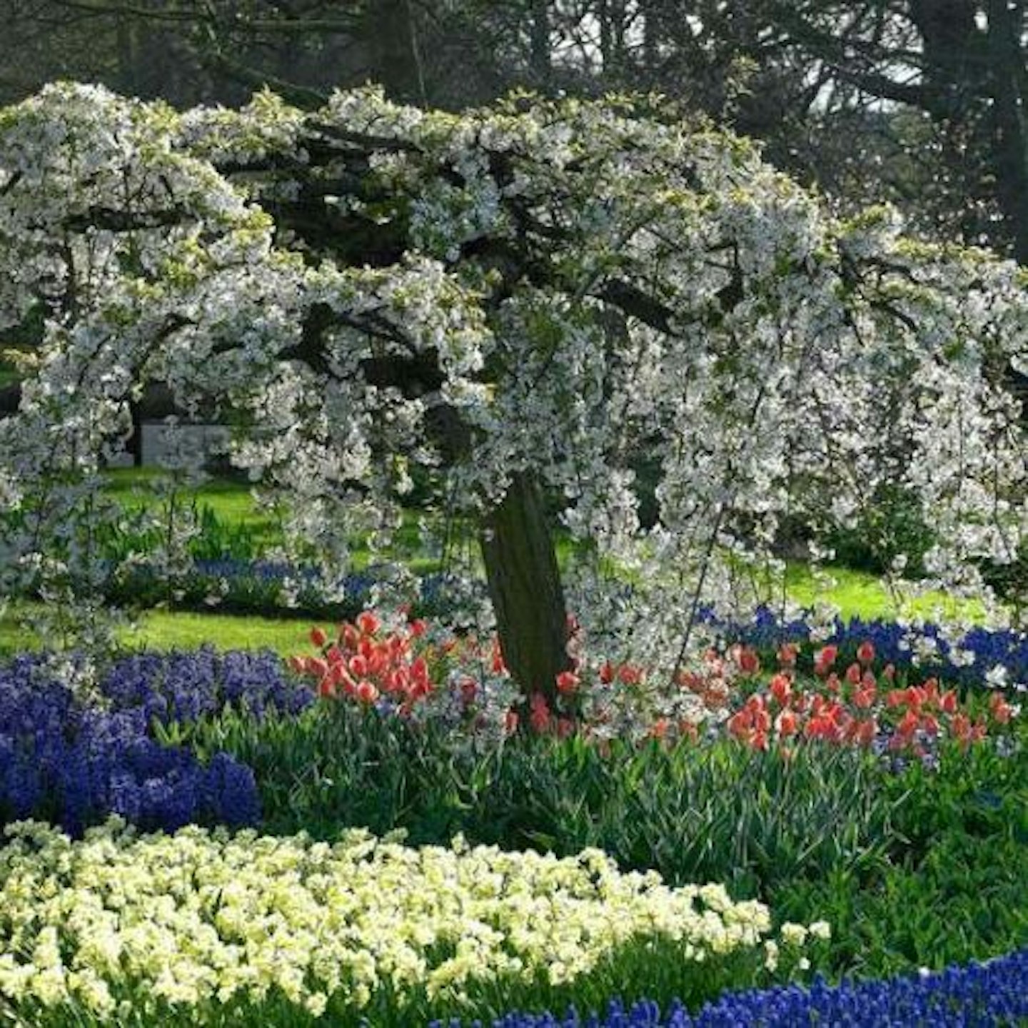 Prunus x yedoensis