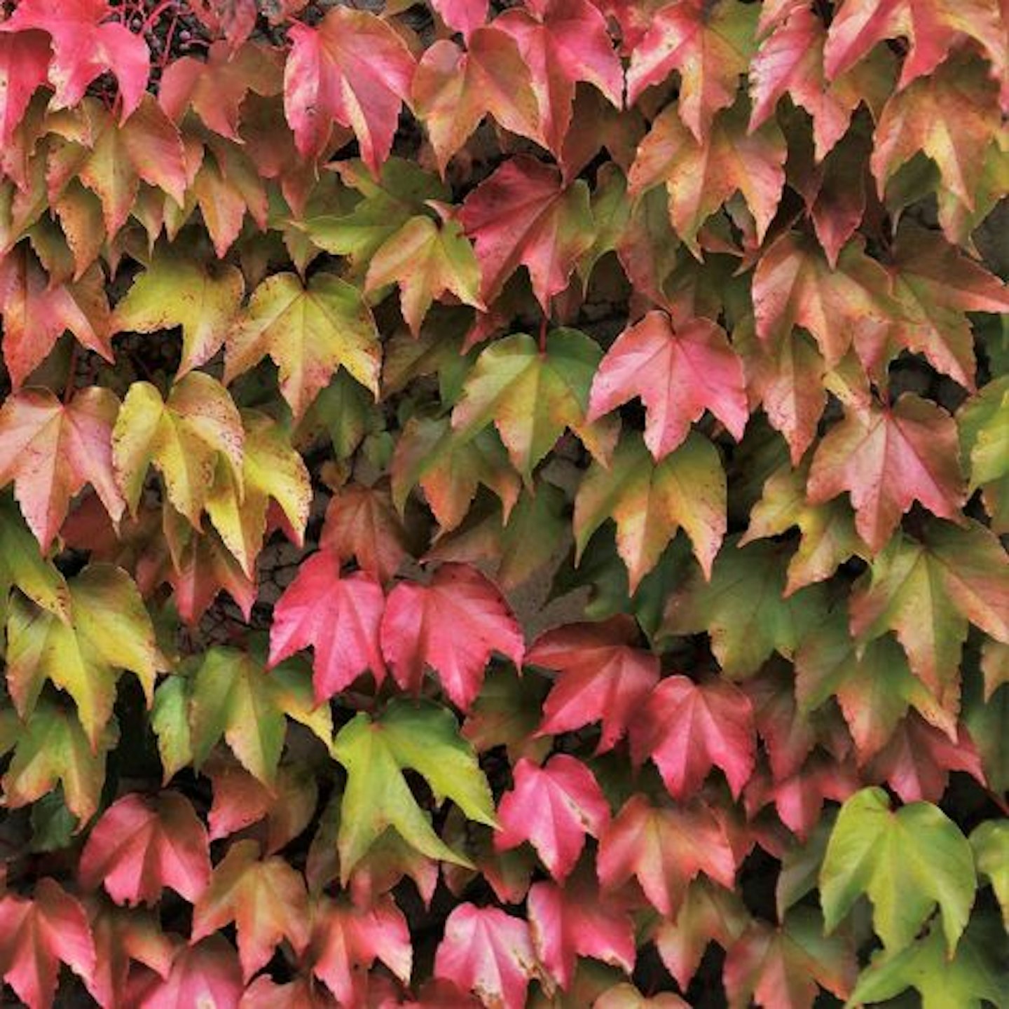 Parthenocissus tricuspidata "Boston Ivy"