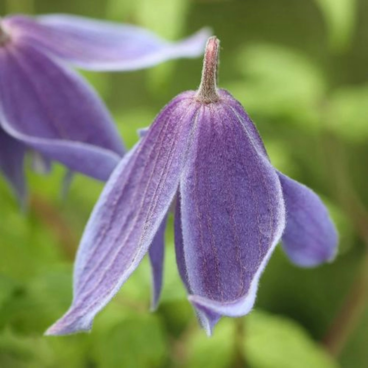 Clematis alpina (2 Litre Pot, 60cm Cane)