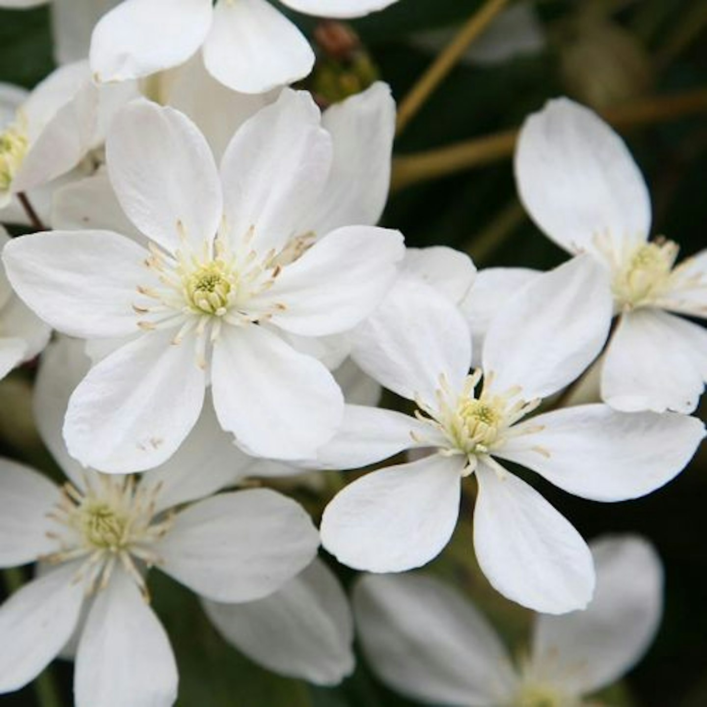 Clematis armandi (2 Litre Pot, 60cm Cane)