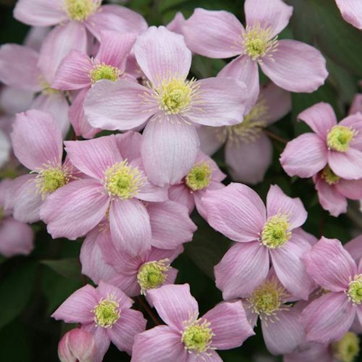 Clematis Montana (2 Litre Pot, 60cm Cane)