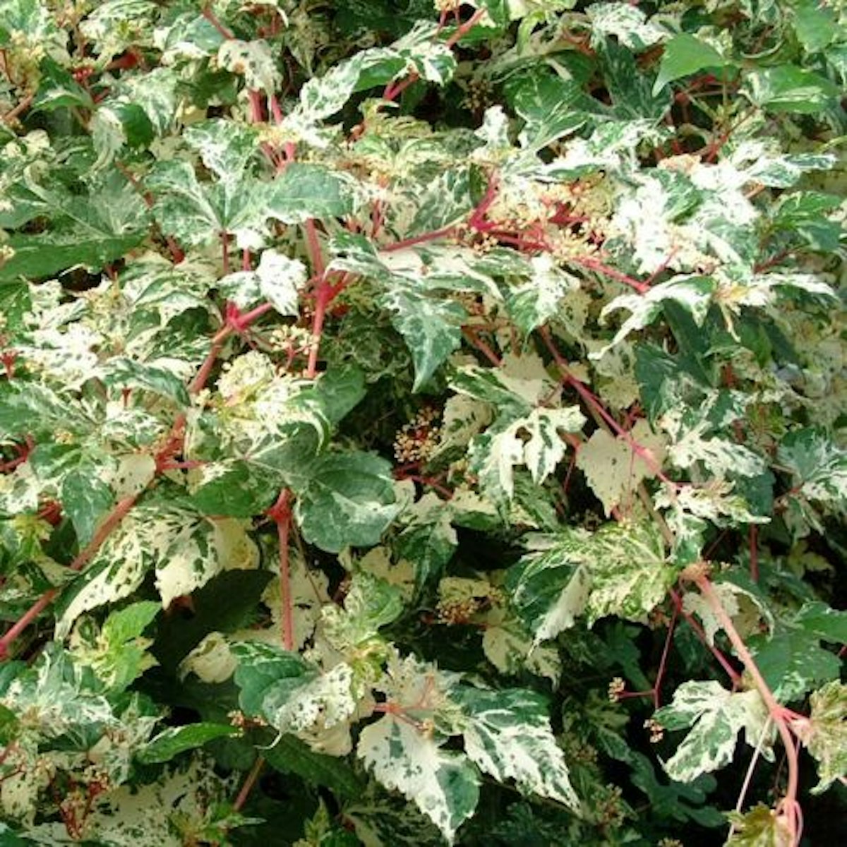 Best Climbing Plants UK 2023