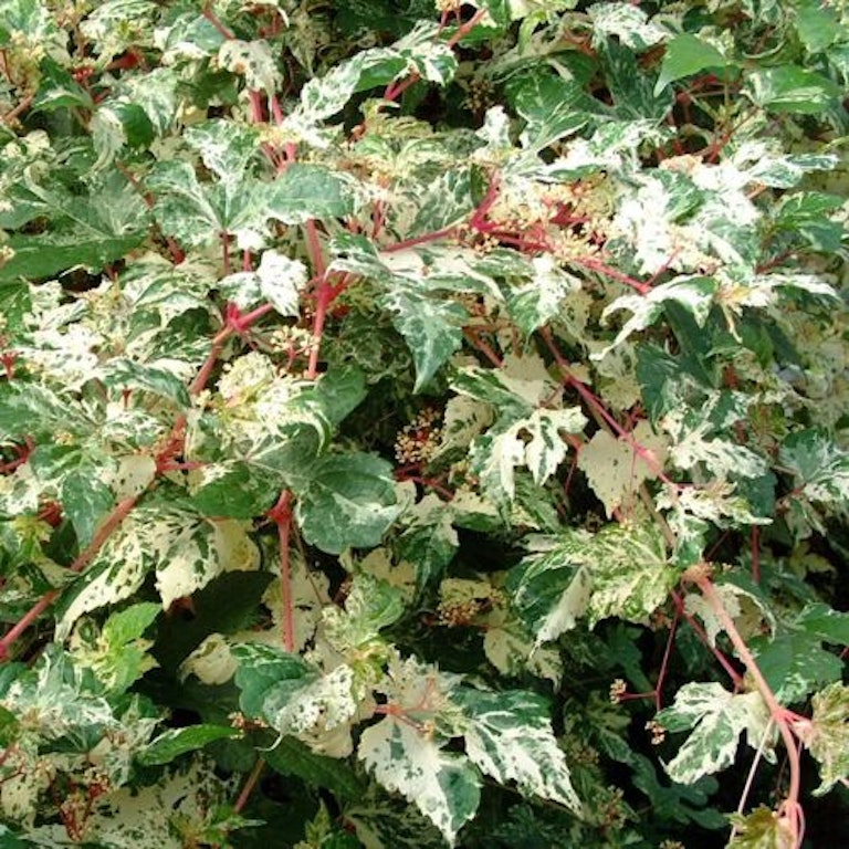 Best Climbing Plants UK 2023