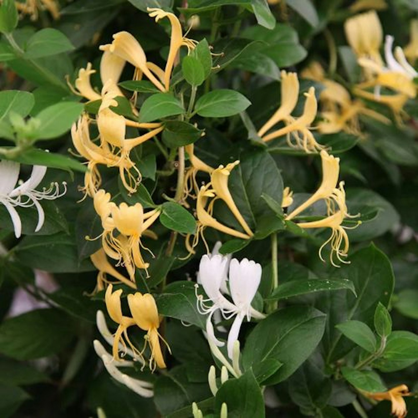 Lonicera japonica (2 Litre, 60cm Cane)