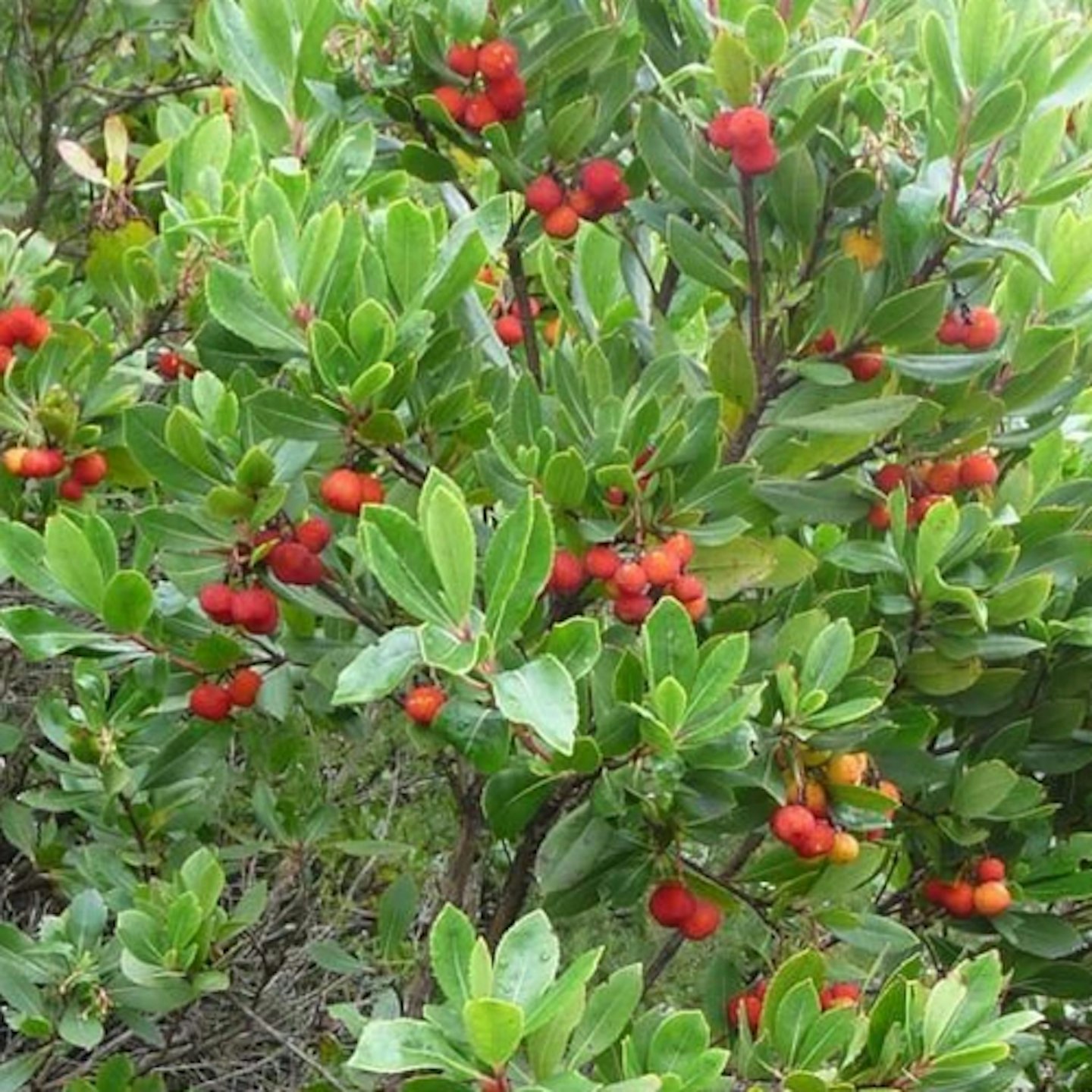 Strawberry tree