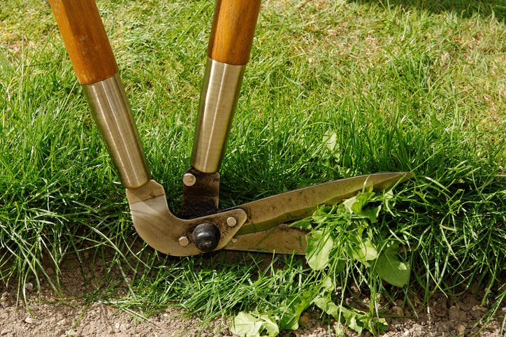 Best tool for online cutting lawn edges