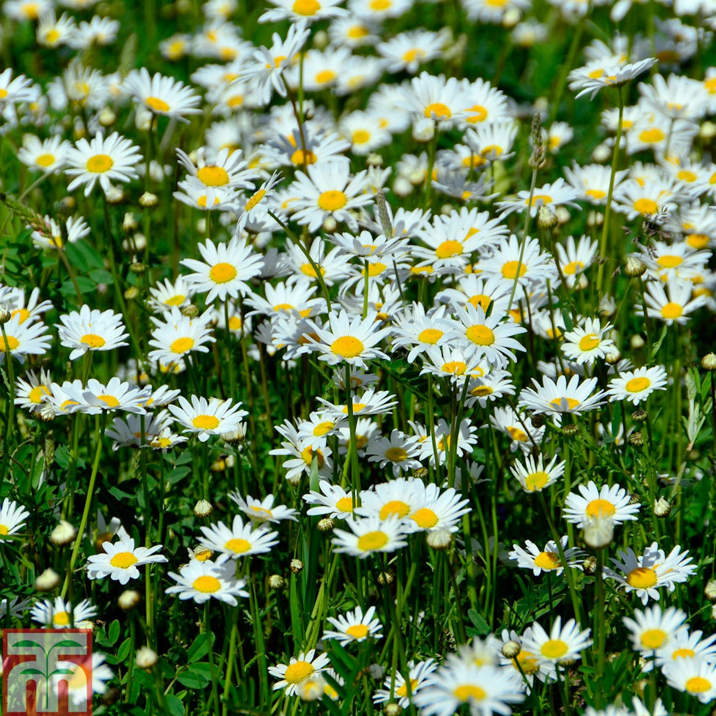 Roman Chamomile