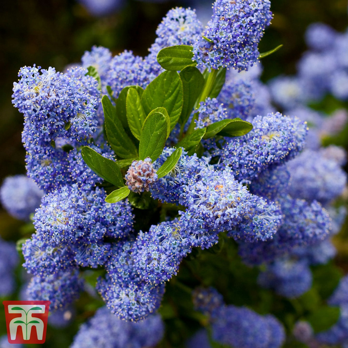 Ceanothus griseus var. horizontalis 'Yankee Point'