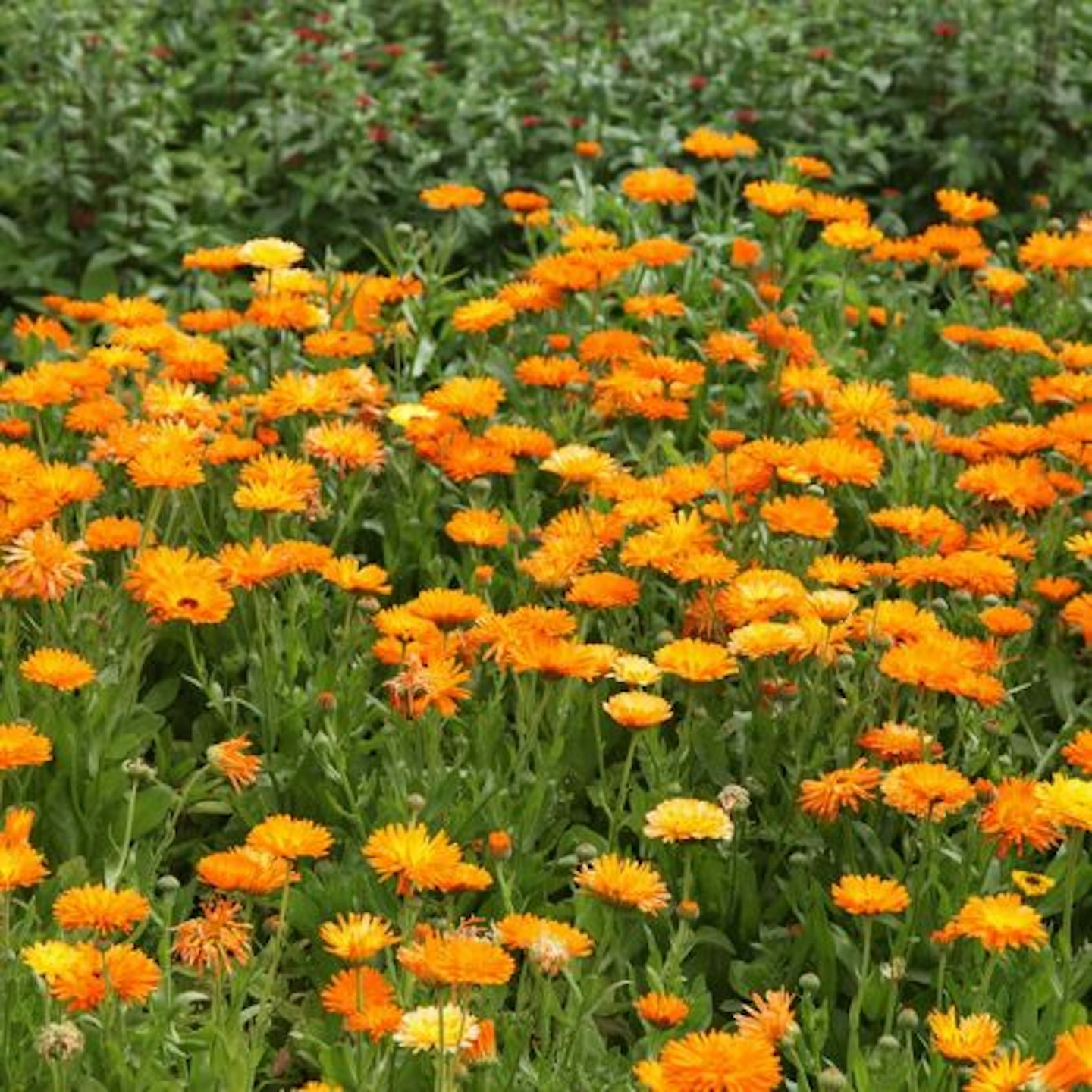 English Marigold Seeds