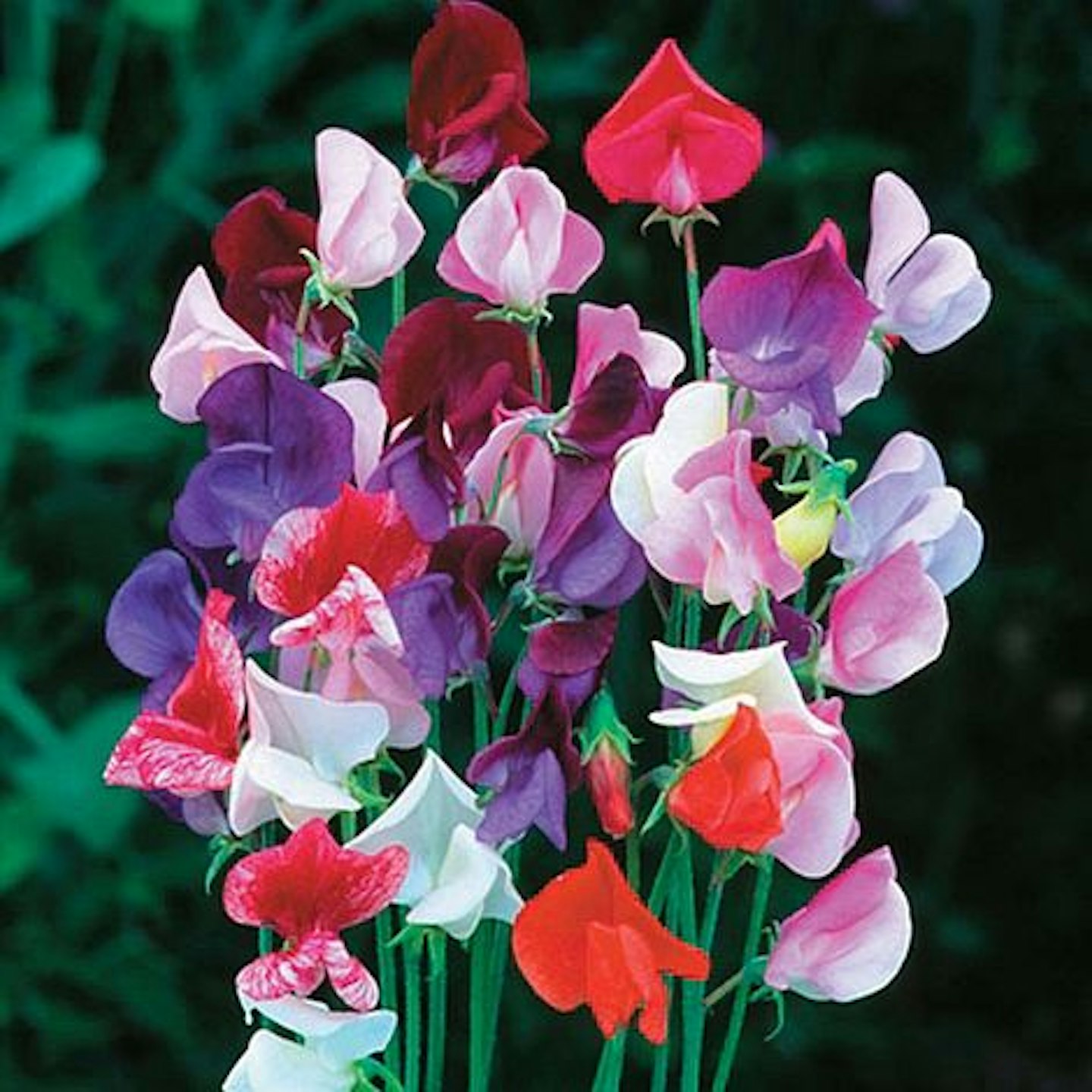 Sweet Pea 'Heirloom Mixed'