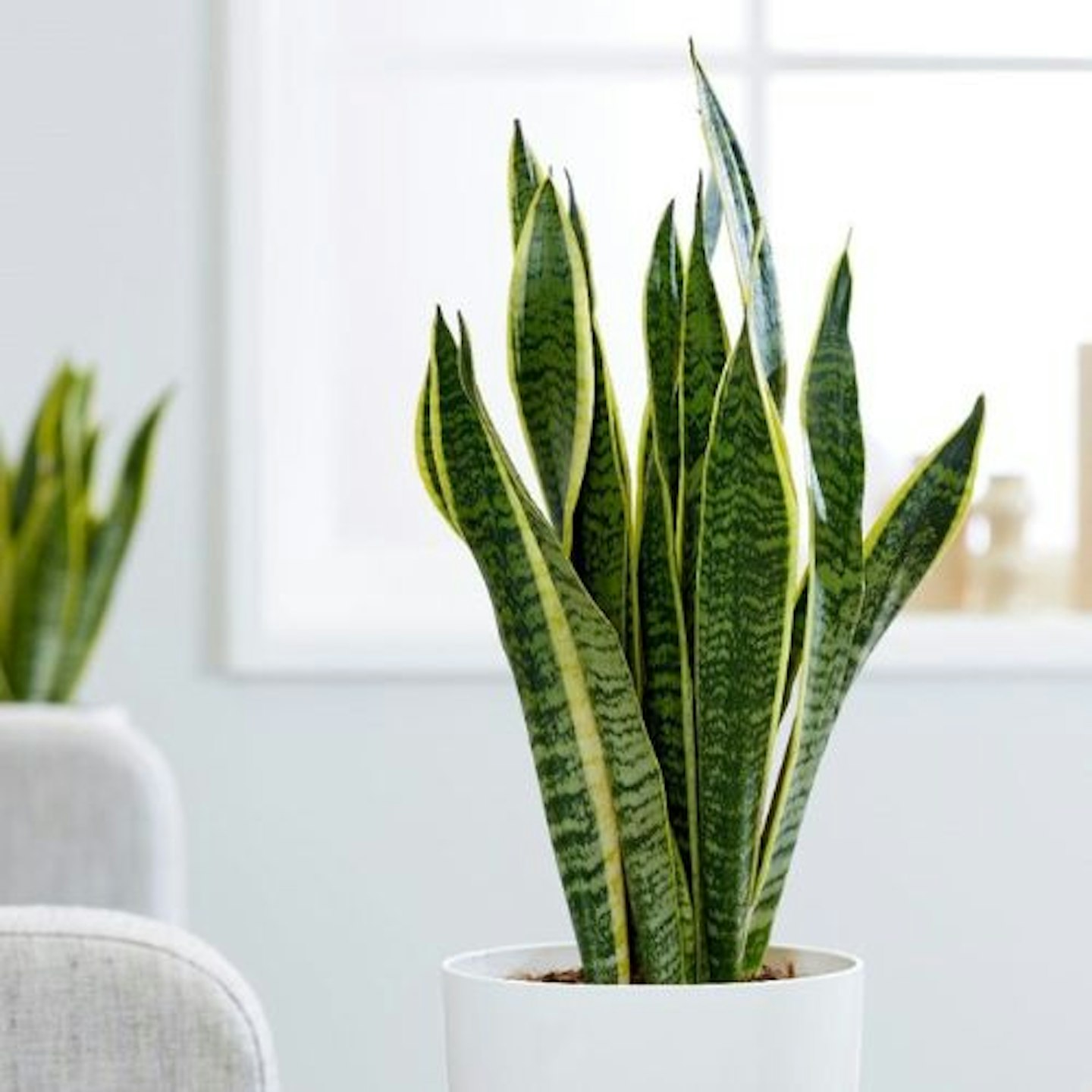 Sansevieria 'Mother-in-Law's Tongue'