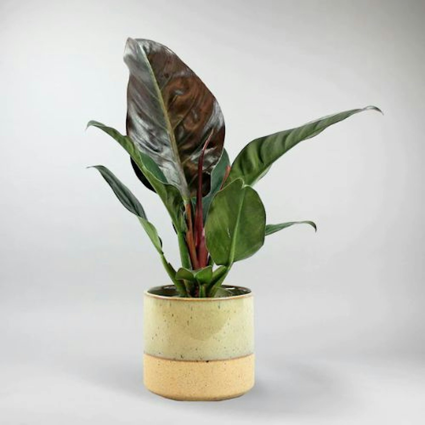 Philodendron 'Imperial Red'