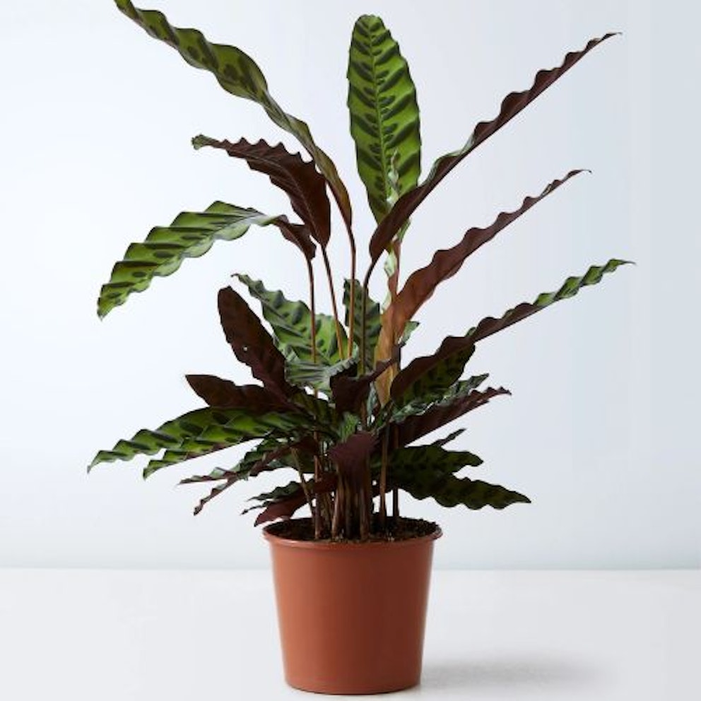 Best Indoor Houseplants