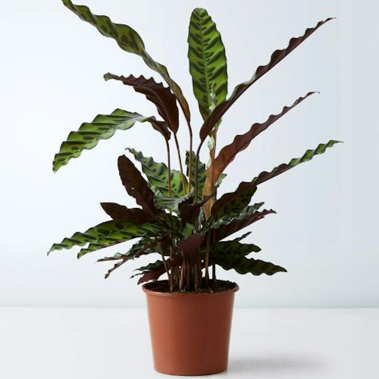 Large Calathea Plant (up to 70cm)