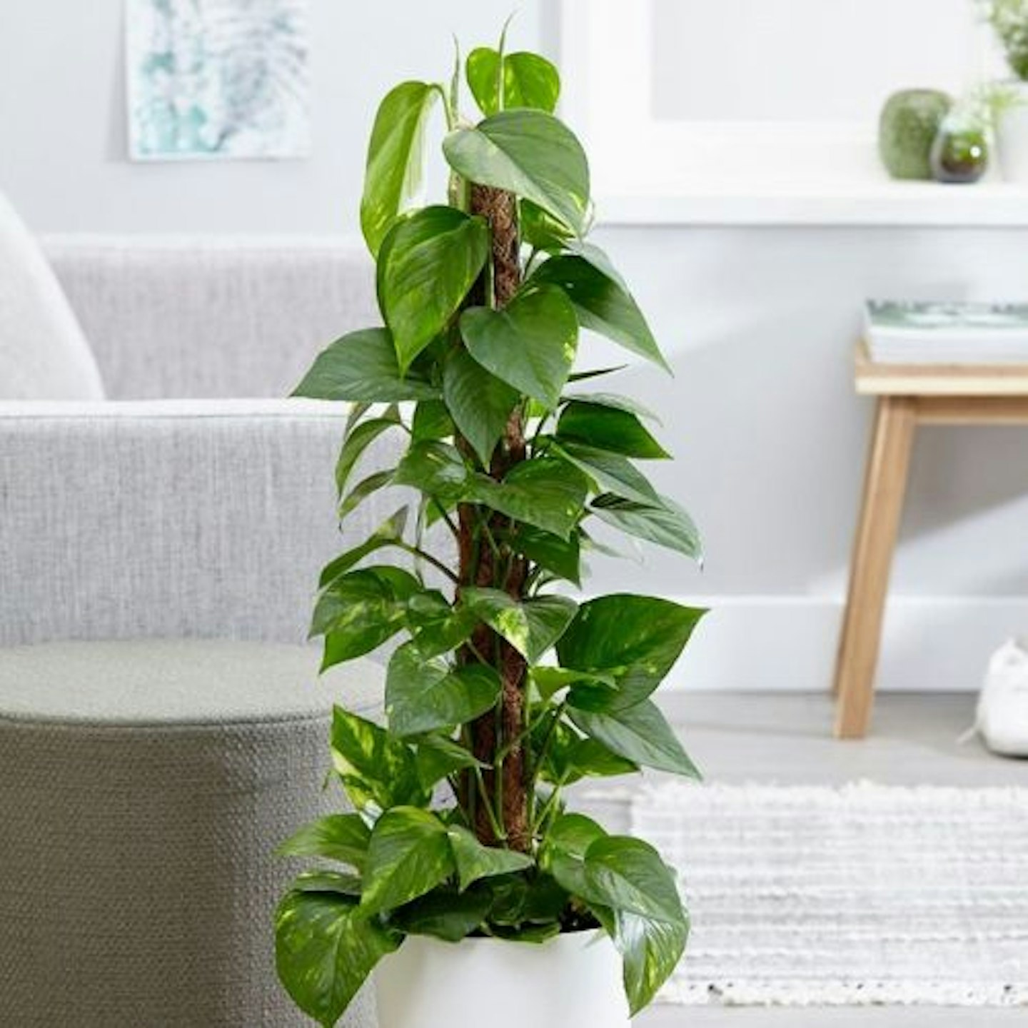 Epipremnum Aureum 'Devil's Ivy'