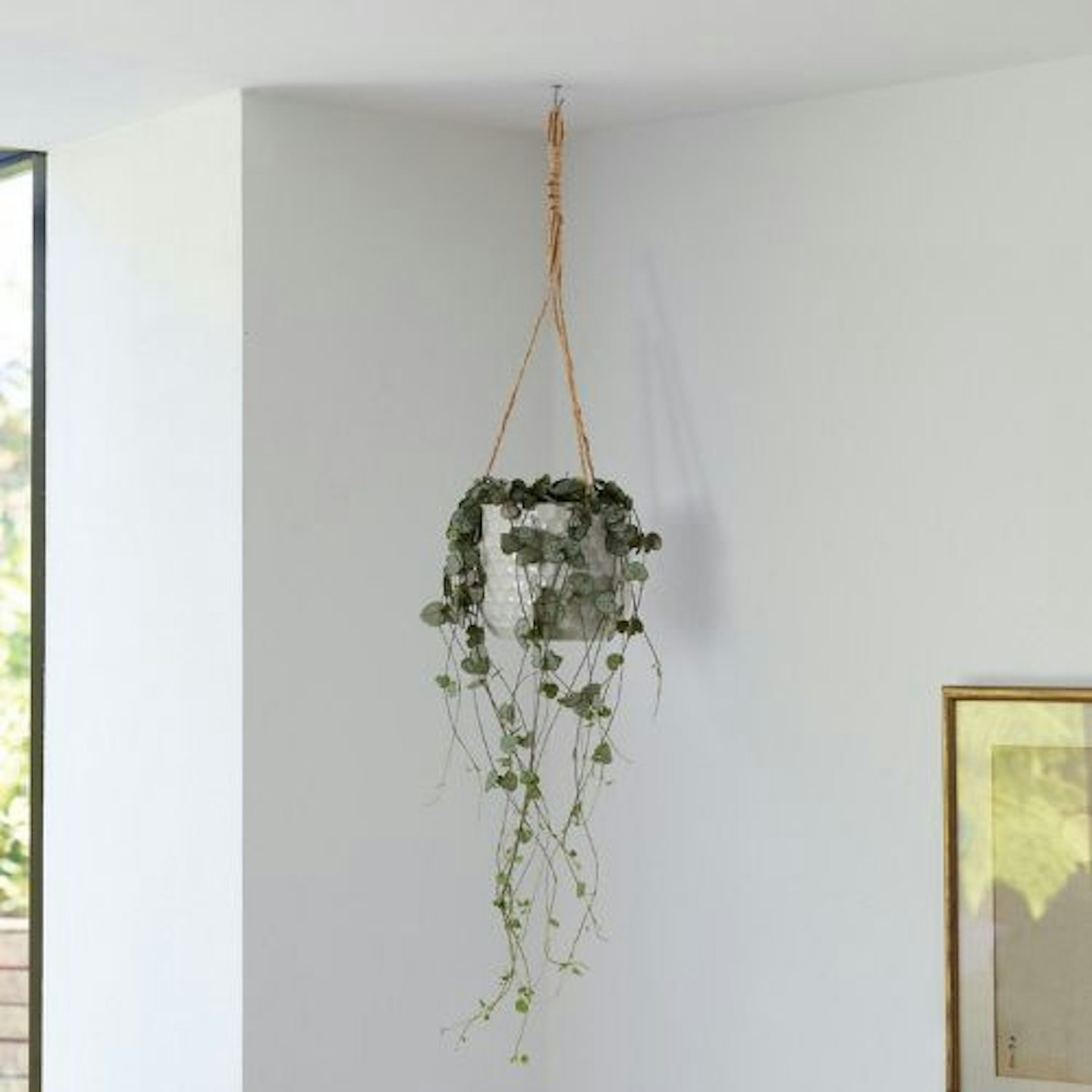 String of Hearts, Hanging Plant