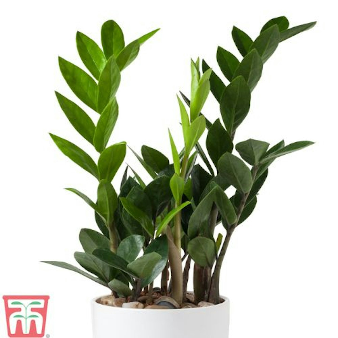 Zamioculcas zamiifolia