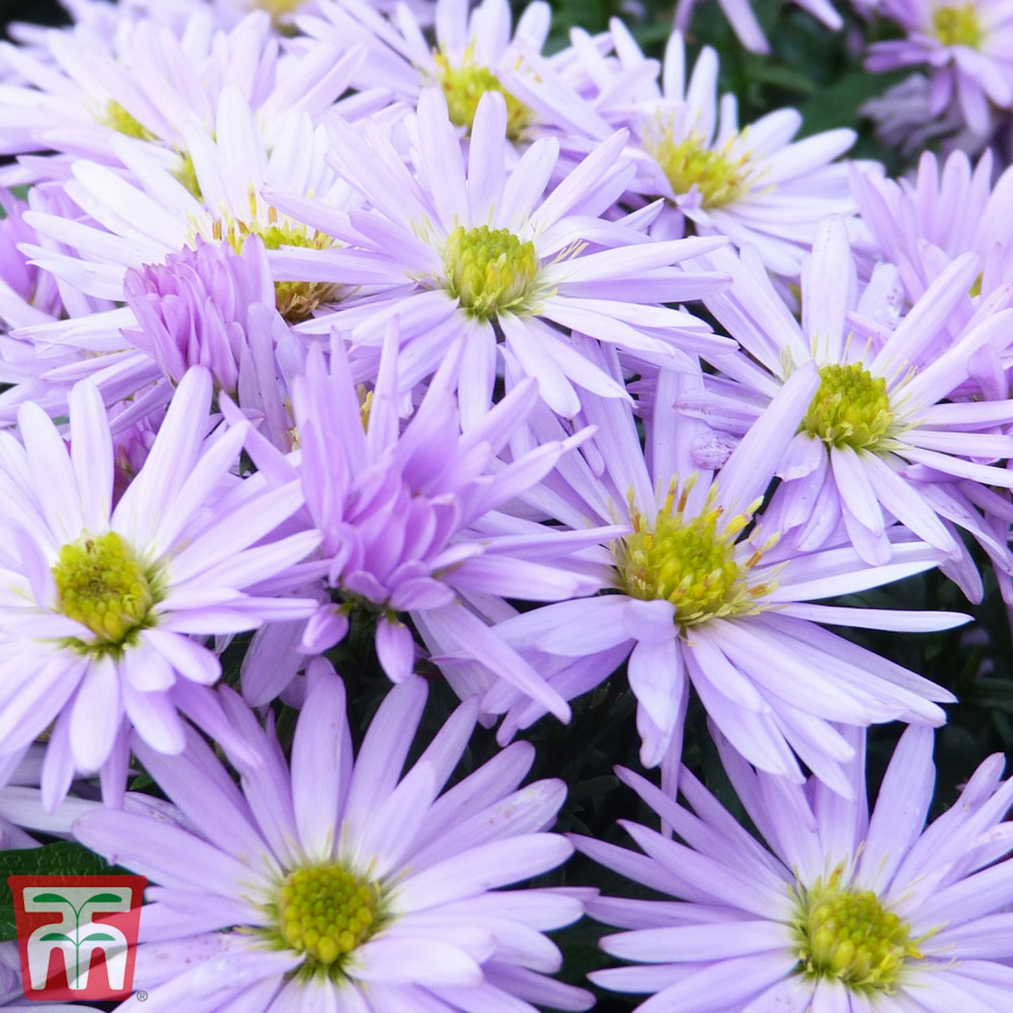 Aster novi-belgii 'Lady in Blue'