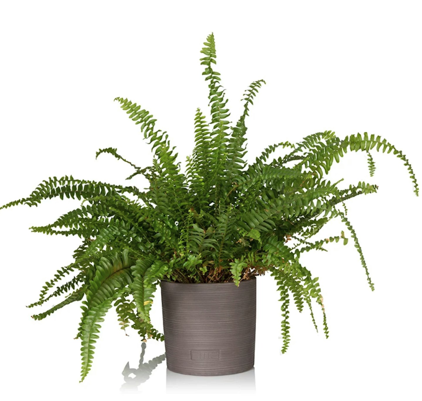 Boston Fern