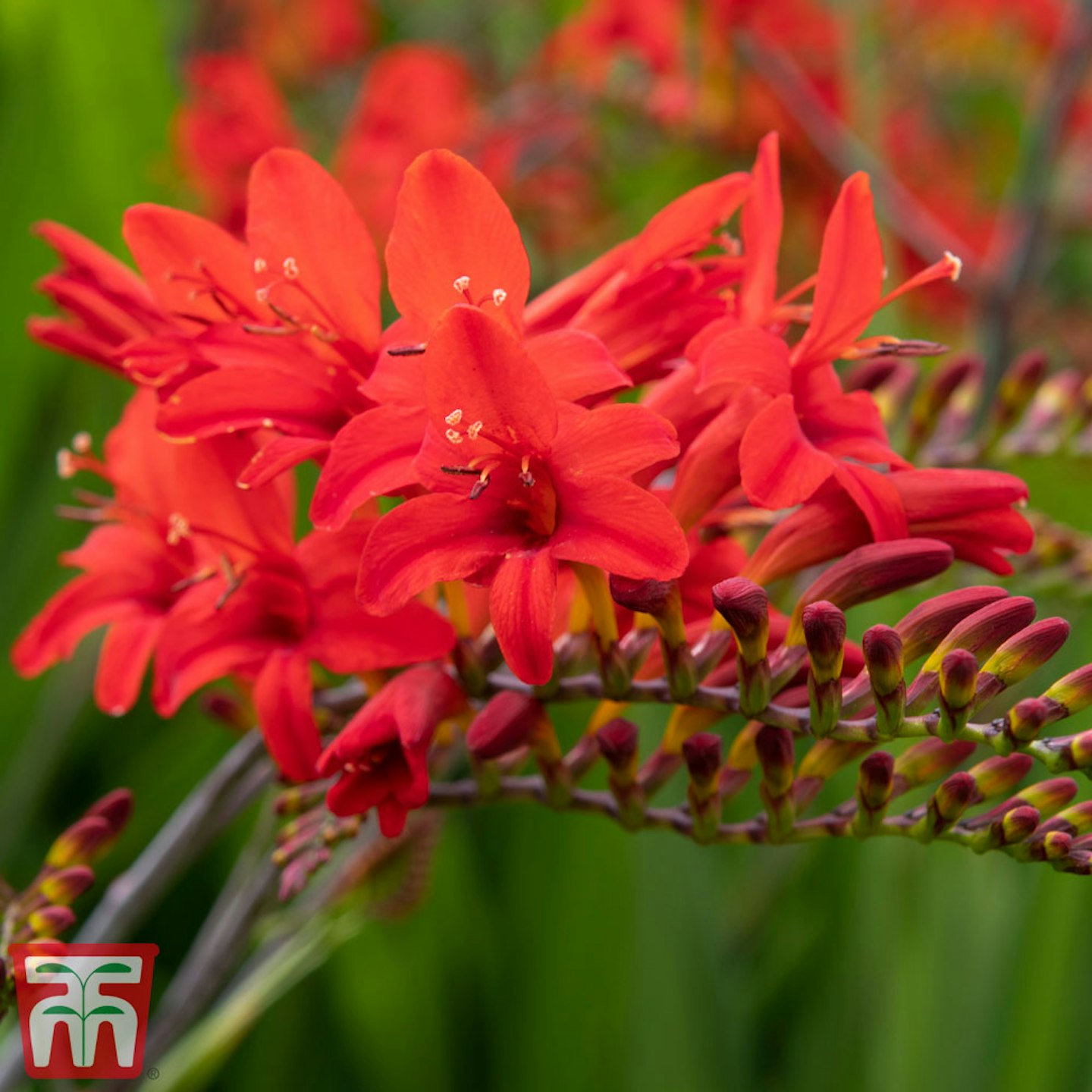 Crocosmia 'Lucifer'