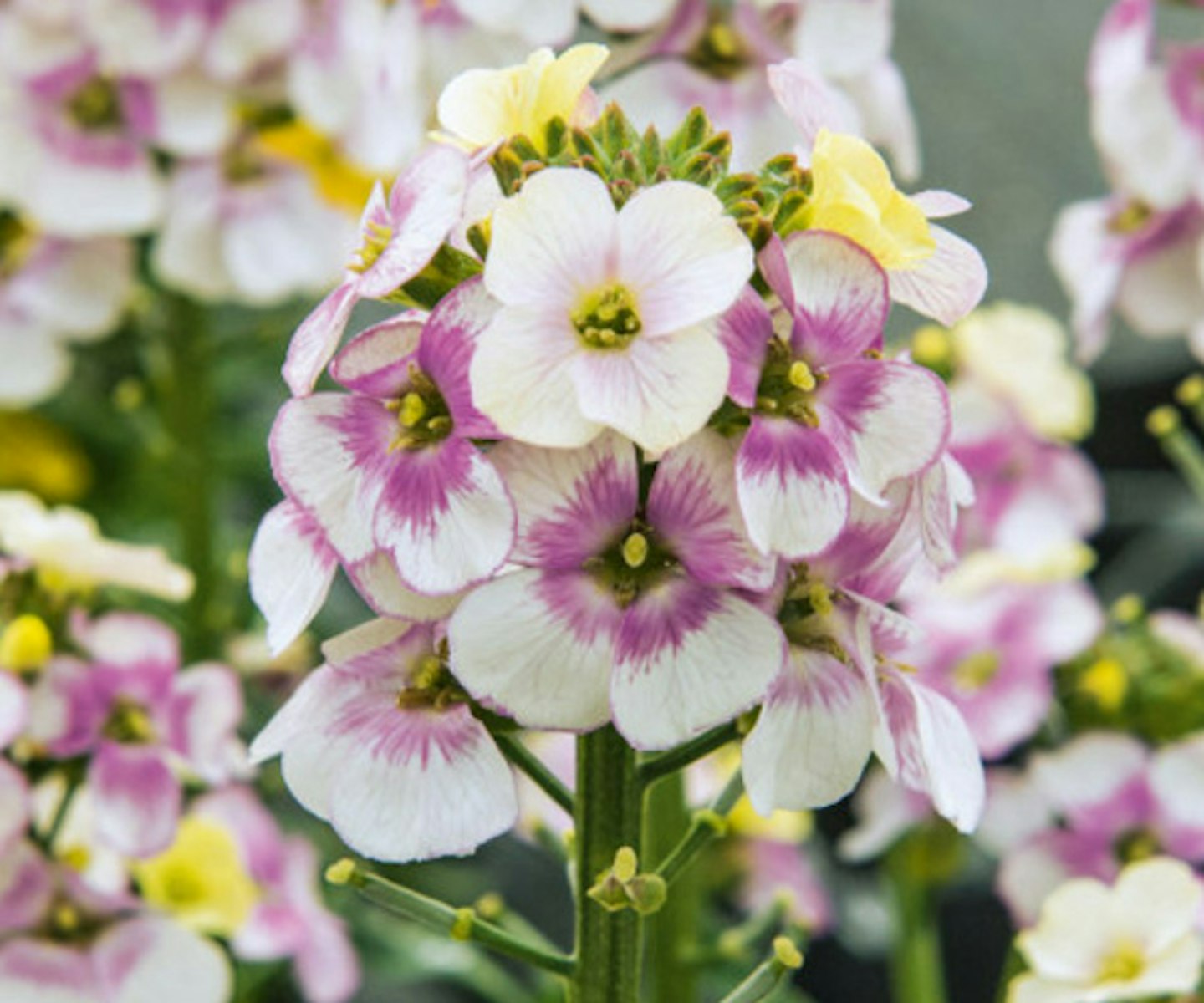 Erysimum Winter Charme