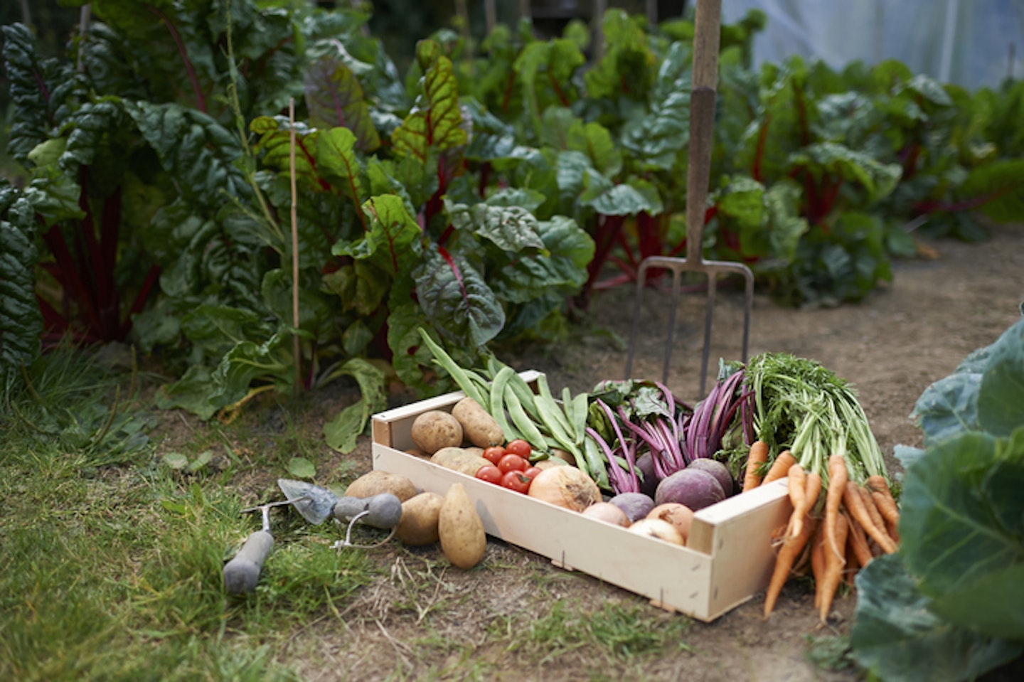 A freshly picked selection of organic vegetables placed in a box