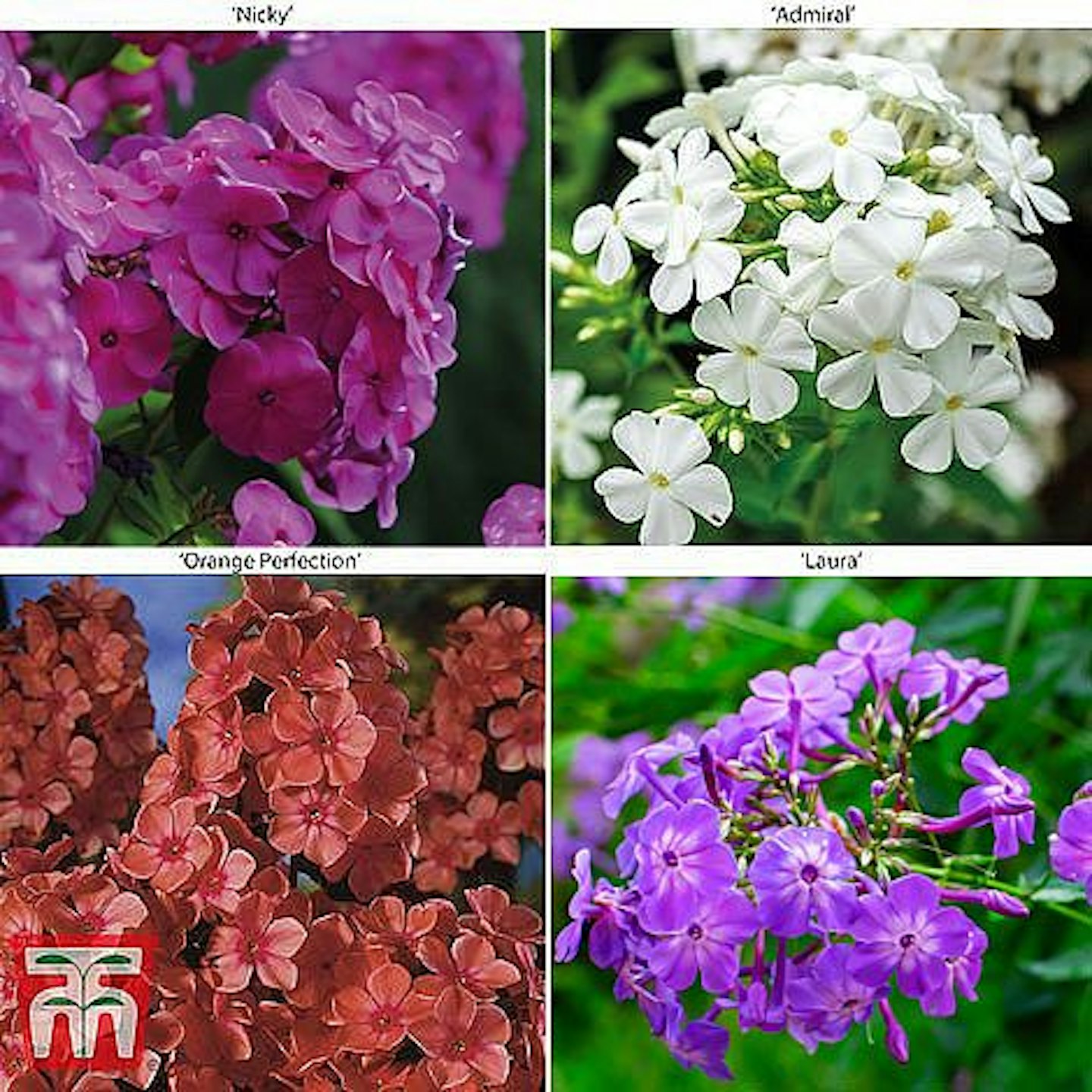 Phlox paniculata 'Fragrant Collection'