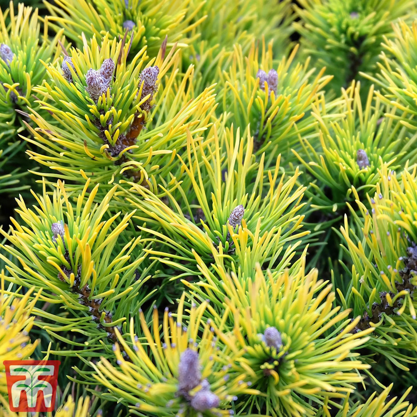 Pinus mugo 'Carsten's Wintergold' (Standard)