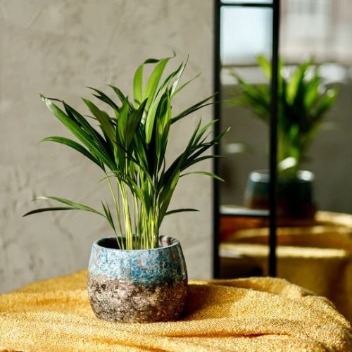 Best plants for your bedroom to improve wellbeing Modern Gardens