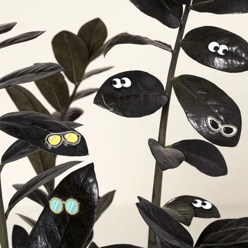 Best gifts for indoor plant lovers Modern Gardens