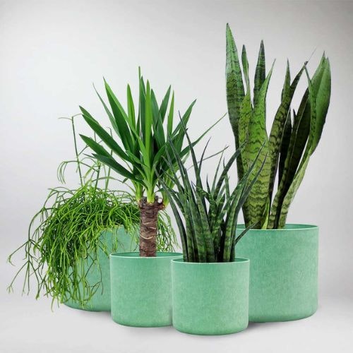 Best gifts for indoor plant lovers Modern Gardens