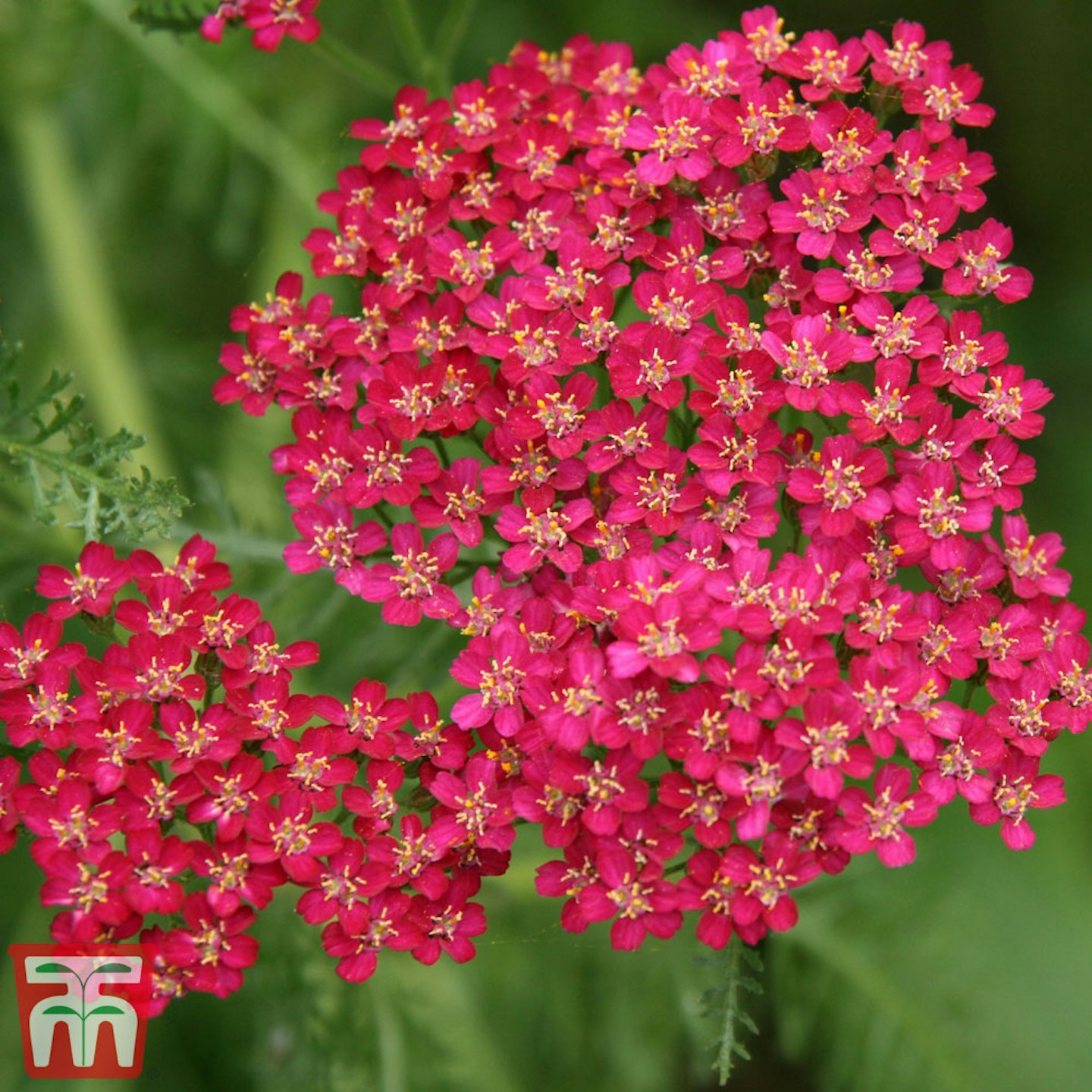 Achillea millefolium 'Cerise Queen'