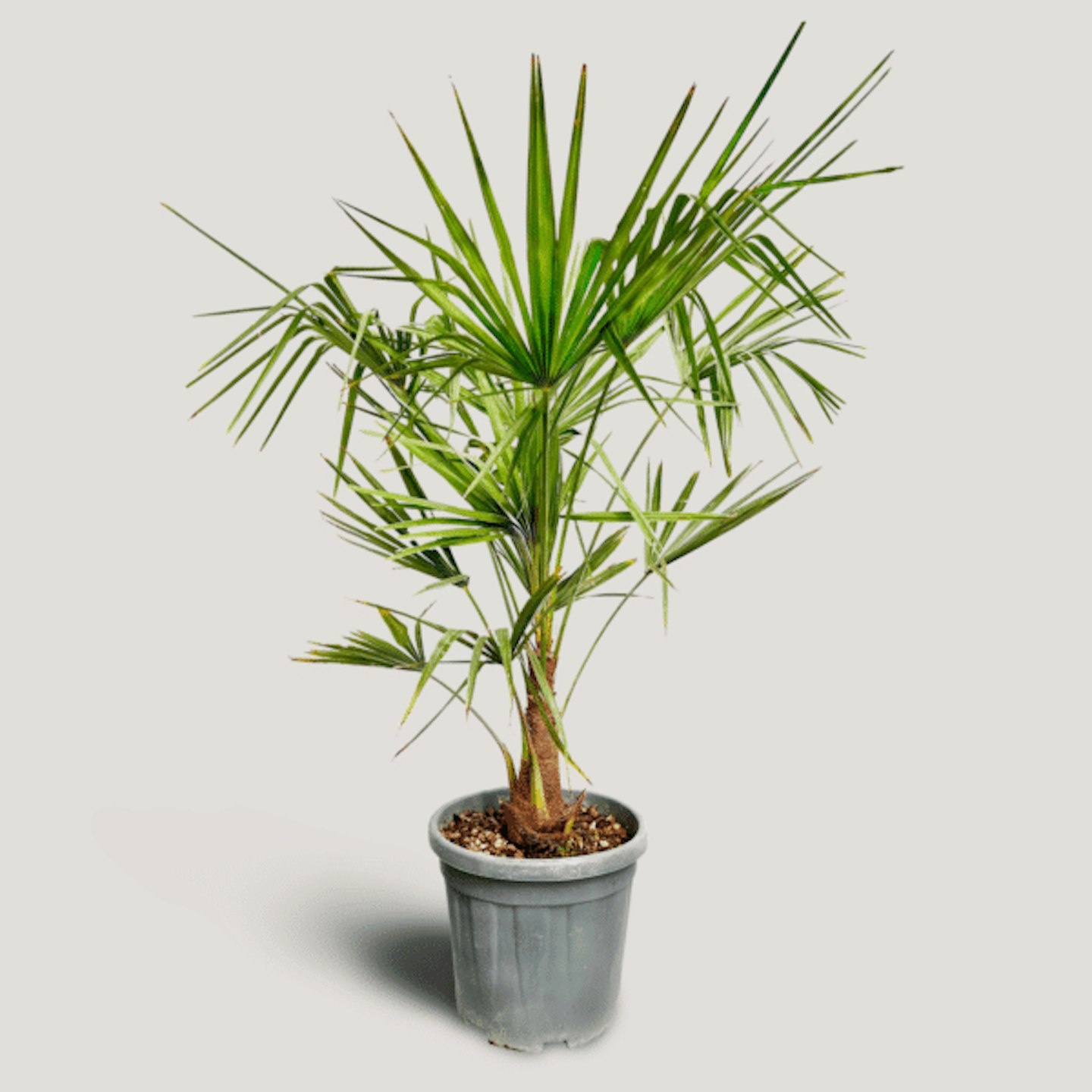 Chusan palm 120-150cm
