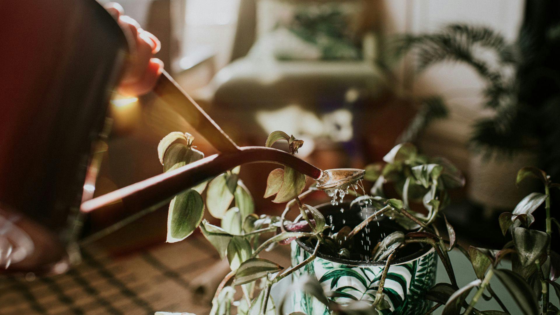 Gifts for Indoor Plant Lovers 2024