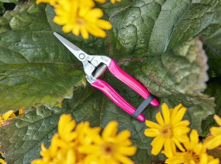 How To Repot Plants Guide