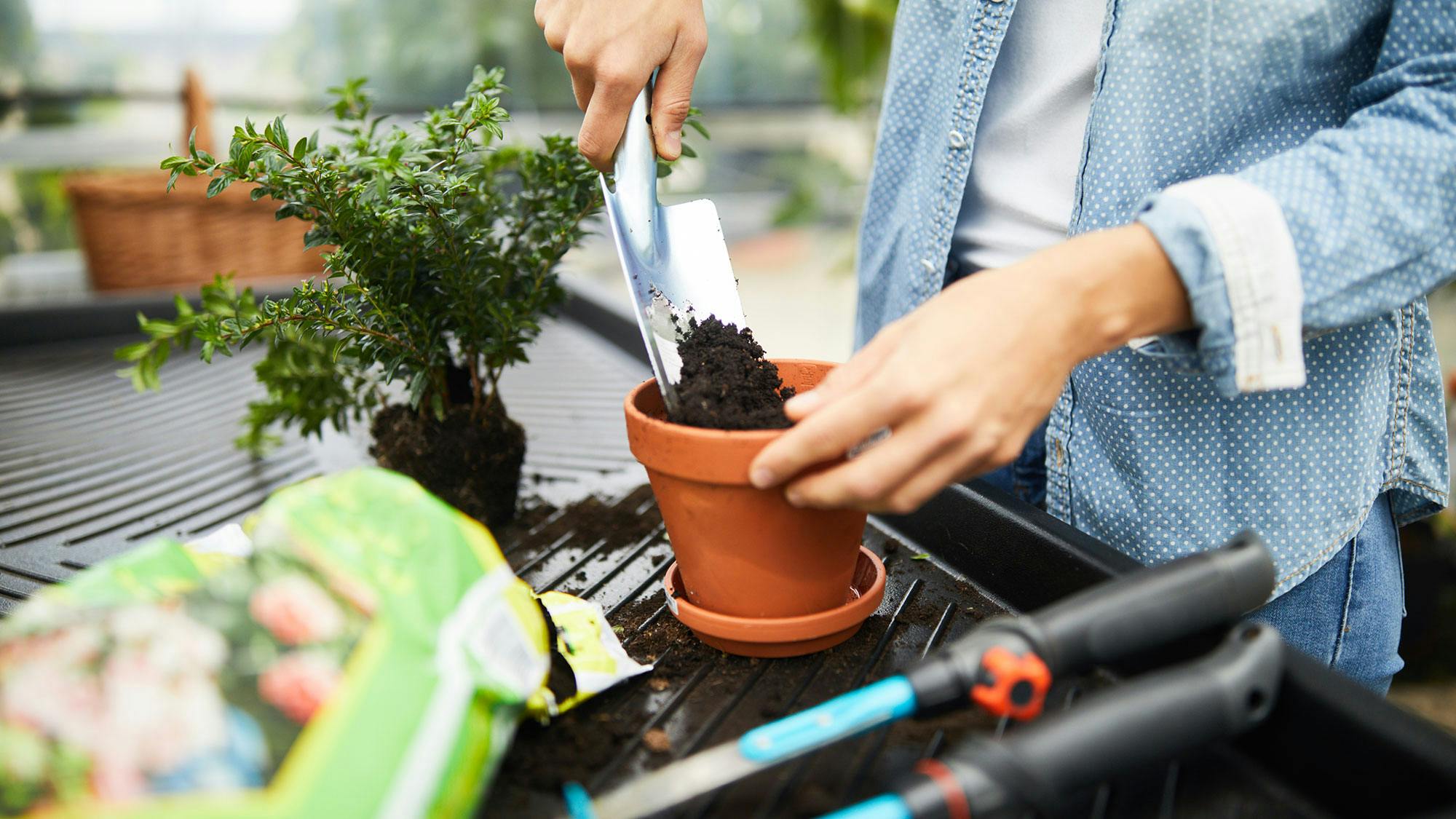 How to repot plants guide Everything you need in your tool kit