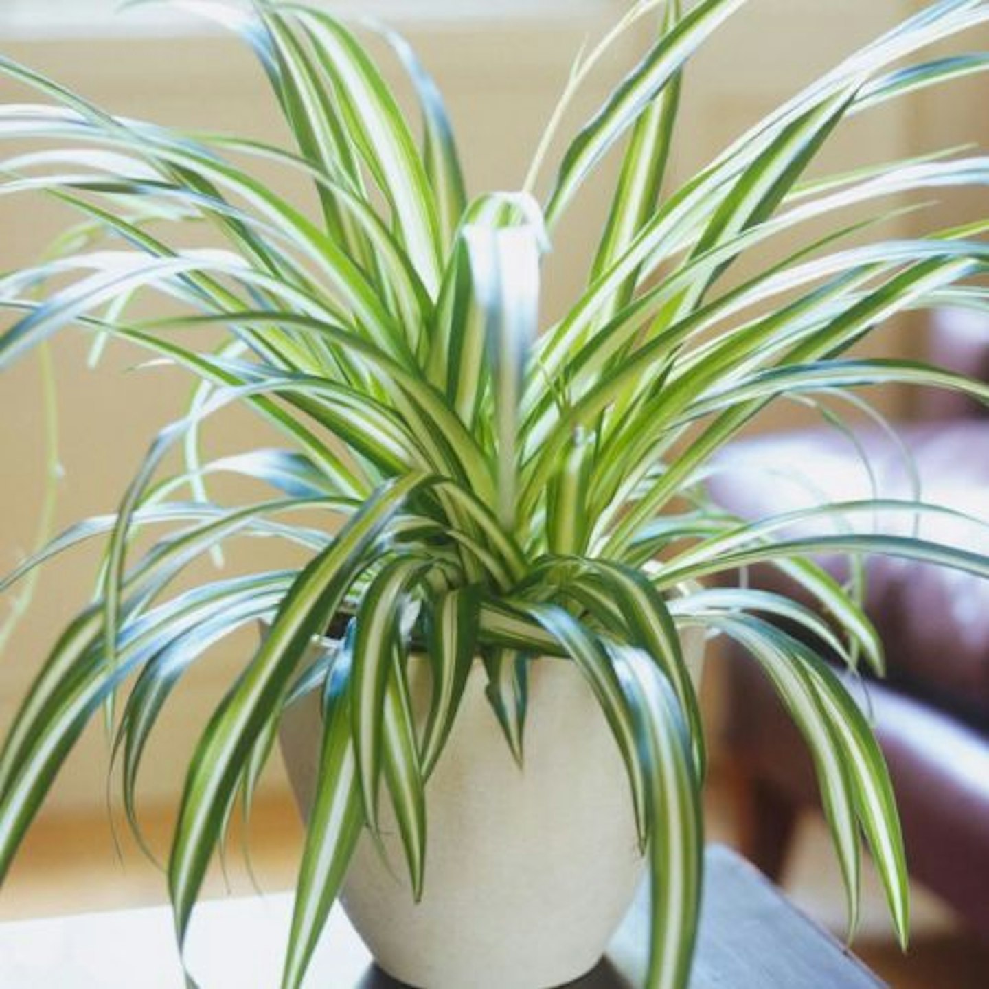 Spider Plant