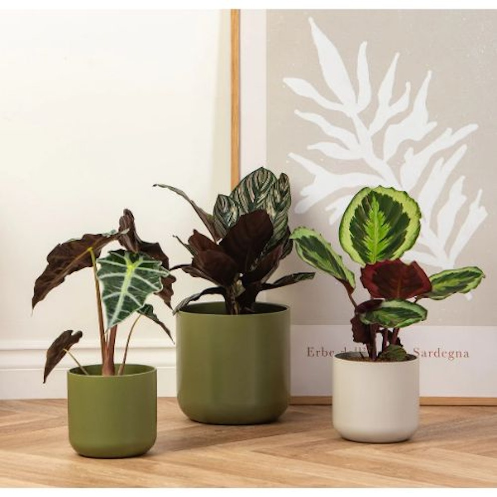 Gifts for Indoor Plant Lovers 2024