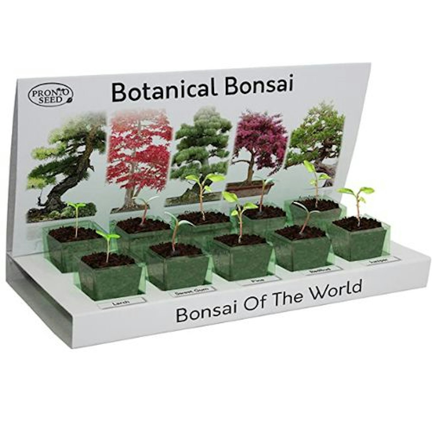 Pronto Seed Grow Your Own Bonsai Tree Kit Indoor Plant