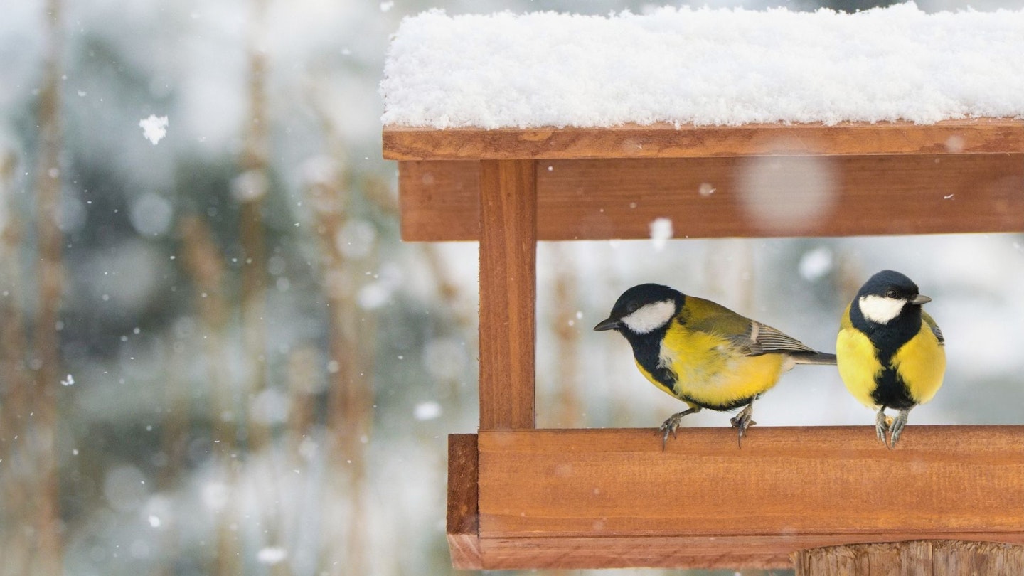 Two small wild birds perch on a bird table in the snow.