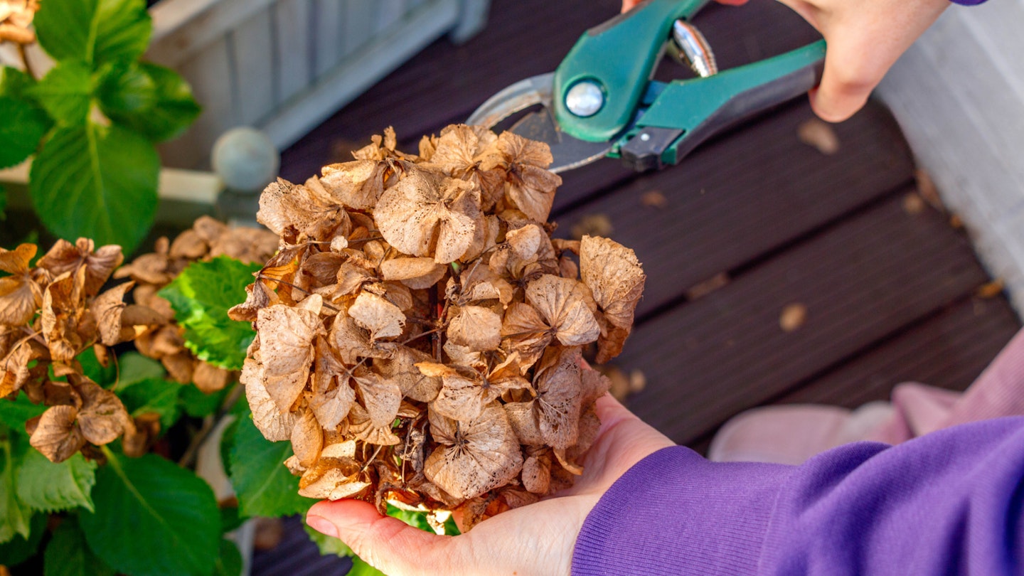 Deadheading flowers