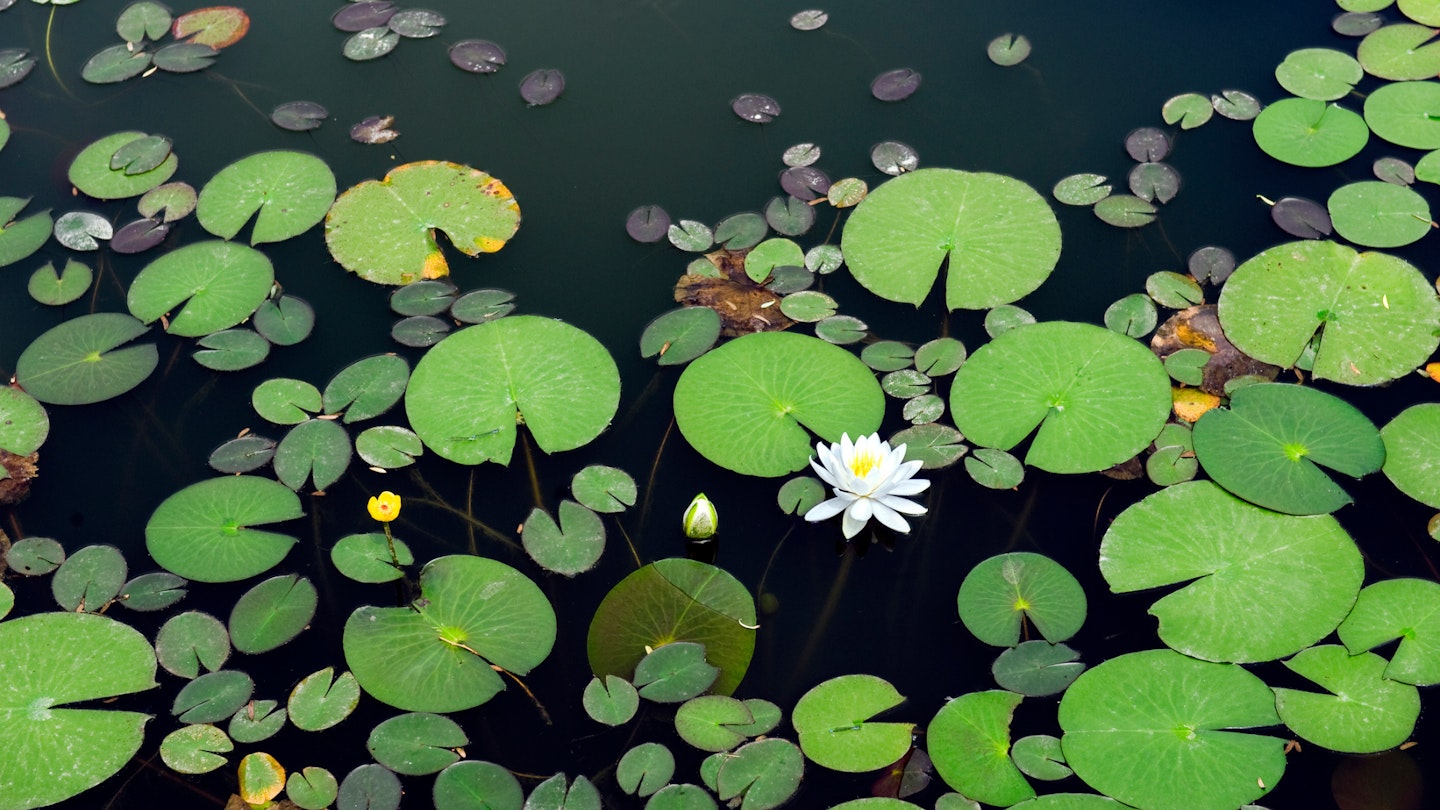 Garden pond with waterlily